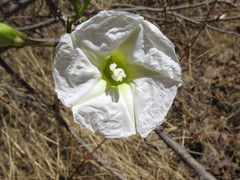 Ipomoea intrapilosa