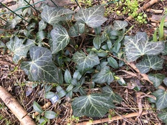 Hedera helix