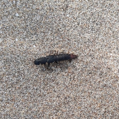 Platydracus scabrosus