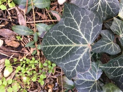 Hedera helix