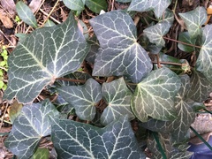 Hedera helix