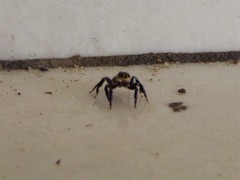 Corythalia conferta