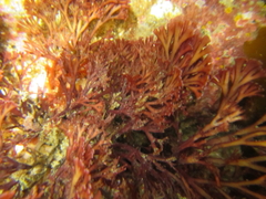 Melanthalia abscissa