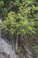 Ternstroemia