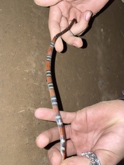 Oxyrhopus melanogenys