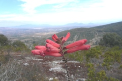 Lamourouxia rhinanthifolia