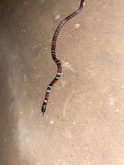 Oxyrhopus melanogenys