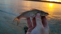Ictalurus punctatus
