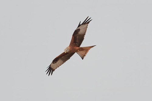 Milano real (Milvus milvus)