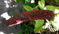 Anthurium schlechtendalii