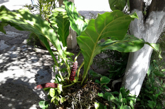 Anthurium schlechtendalii