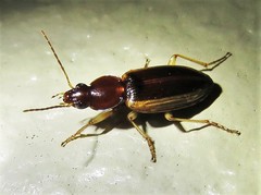 Agonum pallipes