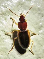 Agonum pallipes