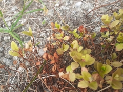 Callisia repens