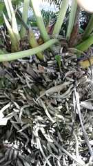 Anthurium schlechtendalii