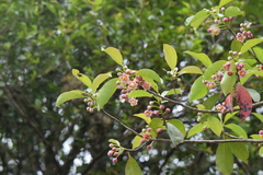 Ternstroemia