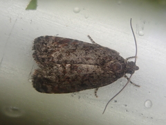 Tortrix