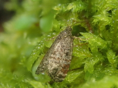 Tortrix