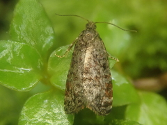 Tortrix