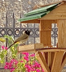 Pycnonotus xanthopygos