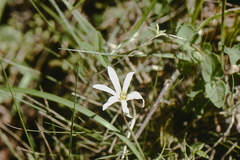 Velloziaceae