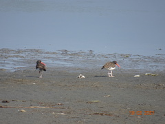 Haematopus palliatus