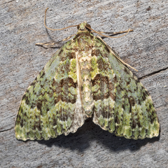 Austrocidaria erasta