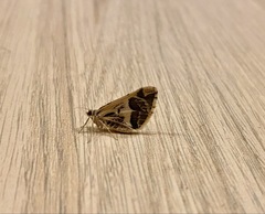 Lepidoptera