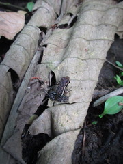 Epipedobates boulengeri