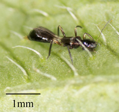 Franklinothrips vespiformis