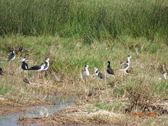 Himantopus mexicanus