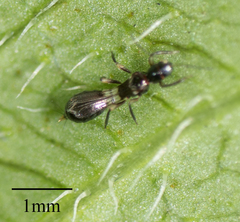Franklinothrips vespiformis