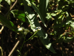 Temnosoma