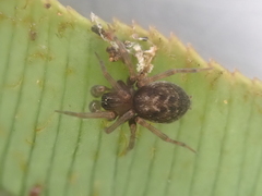 Dunstanoides nuntius