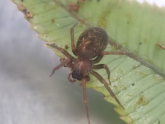 Dunstanoides nuntius