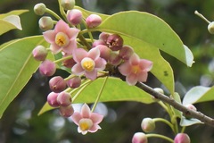 Ternstroemia