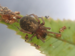 Dunstanoides nuntius