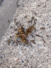 Polistes arizonensis