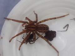 Gradungula sorenseni