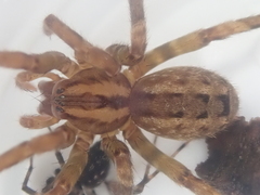 Gradungula sorenseni