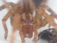 Gradungula sorenseni