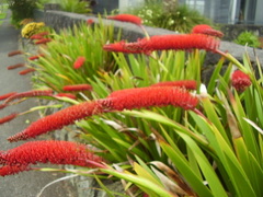 Xeronema callistemon