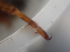 Gradungula sorenseni