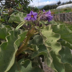 Solanum crinitipes