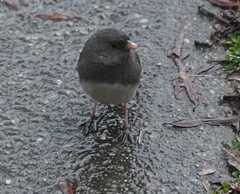 Junco hyemalis
