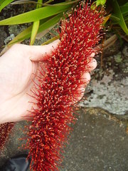 Xeronema callistemon