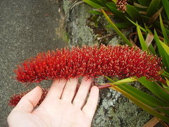 Xeronema callistemon