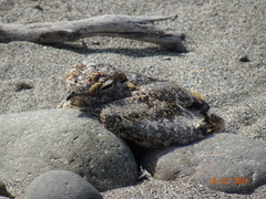 Chordeiles acutipennis