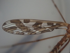 Mischoderus forcipatus