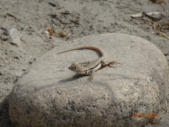 Microlophus peruvianus